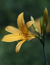Blooming daylily in Atlanta Botanical Garden near Elyse Buckhead