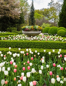 Atlanta Botanical Garden near Elyse Buckhead